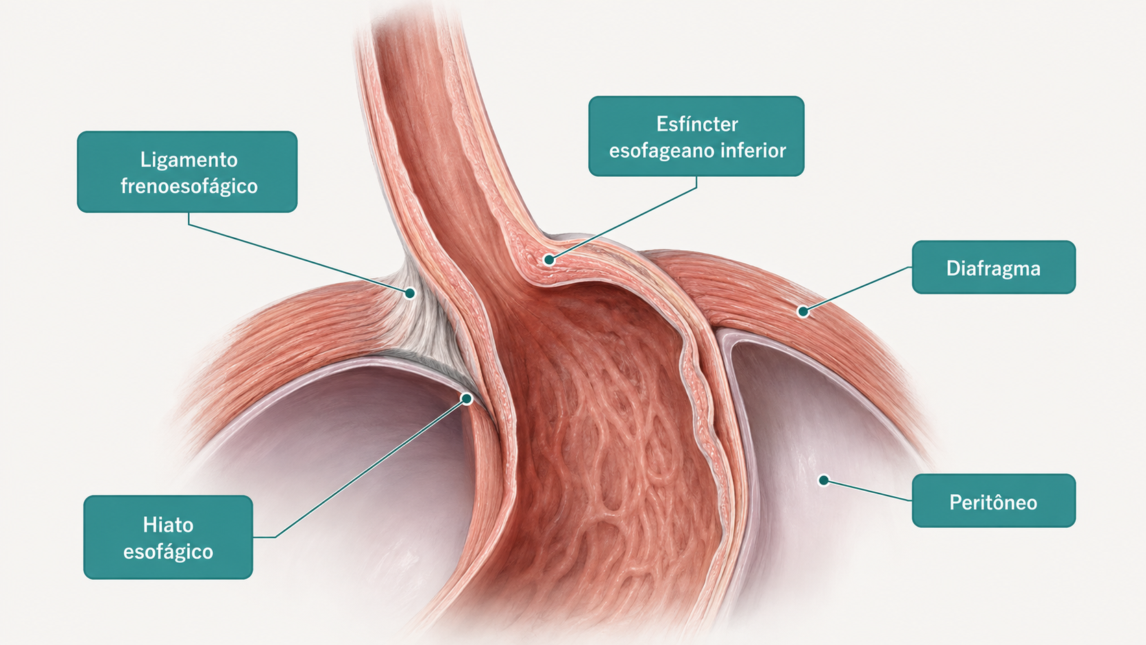 Anatomia do hiato esofágico