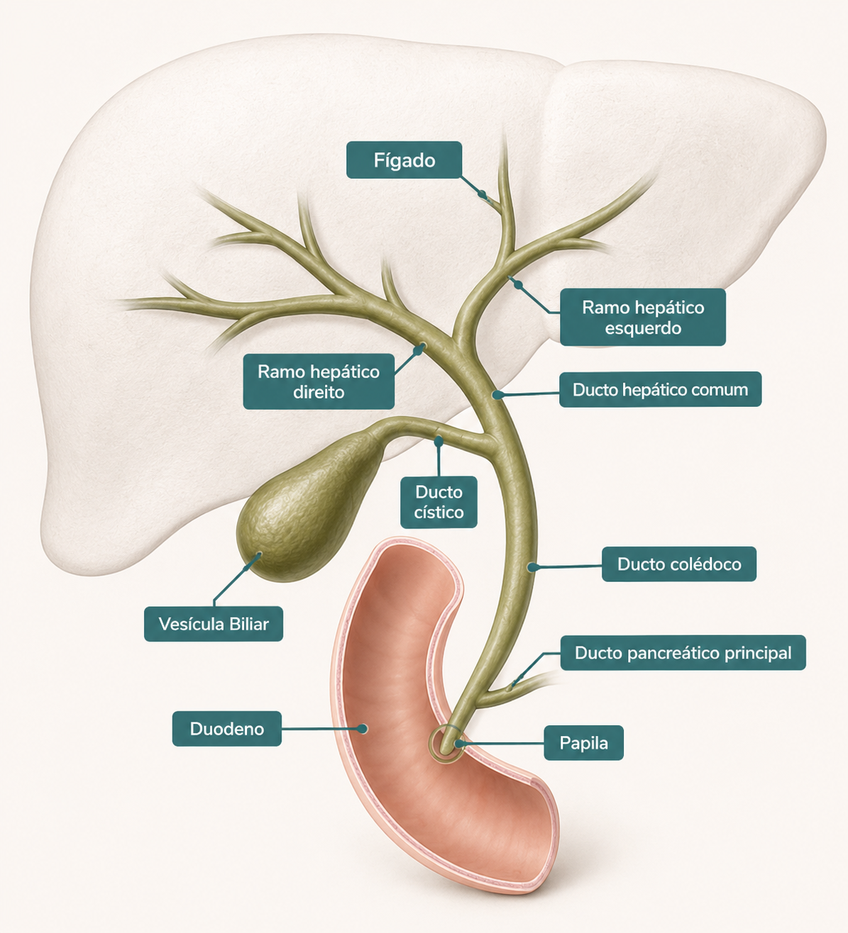 Anatomia das vias biliares