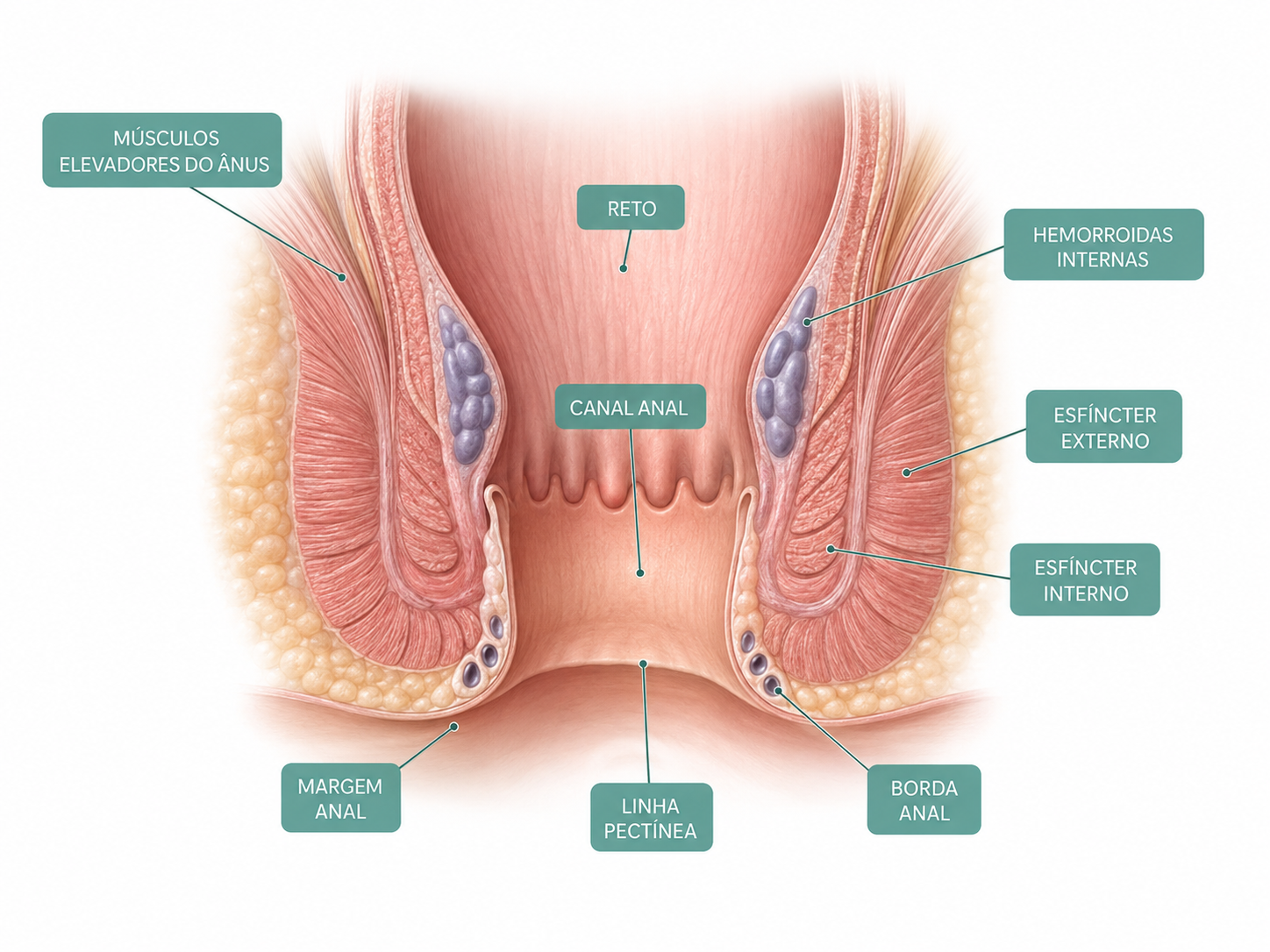 Anatomia da região anal