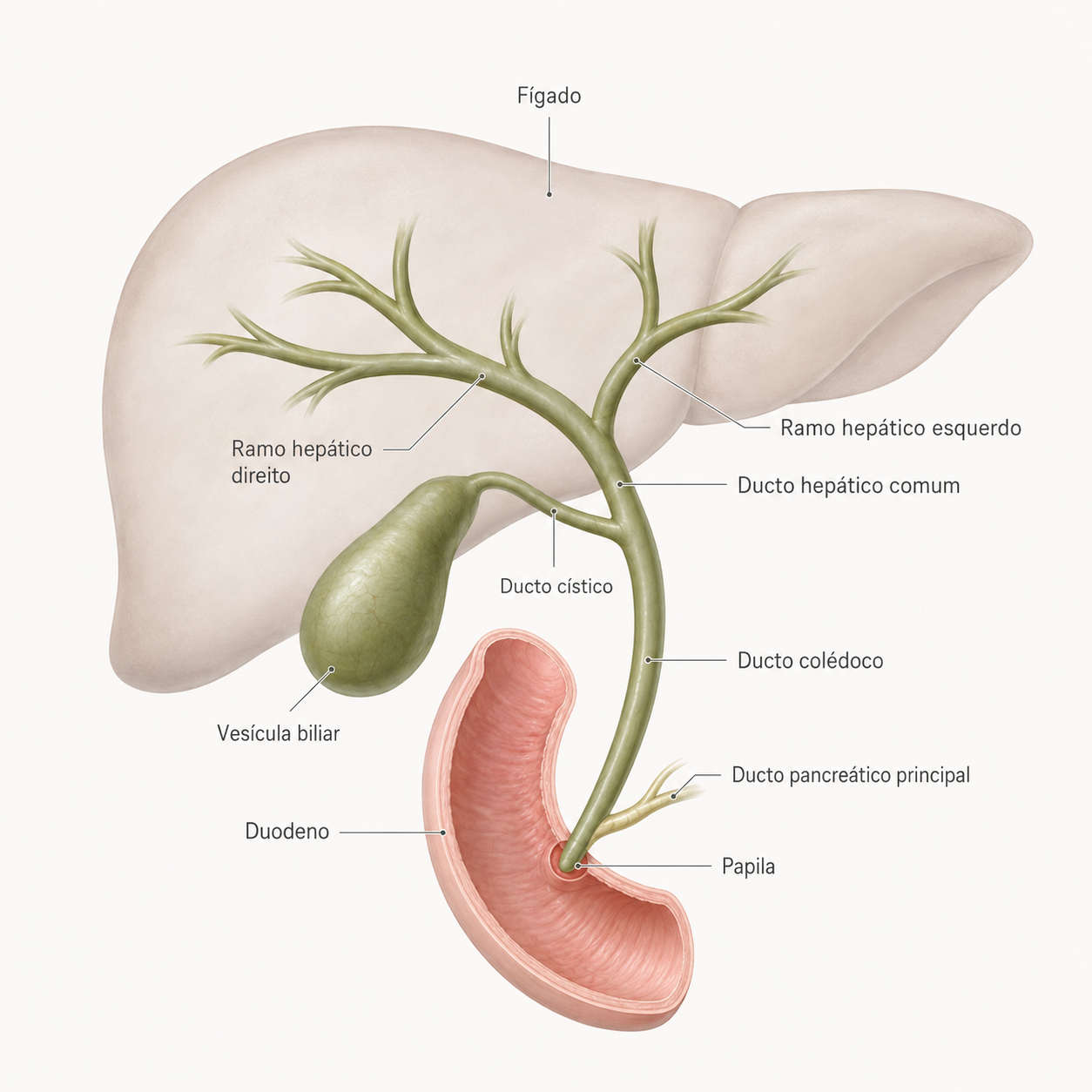 Anatomia das vias biliares